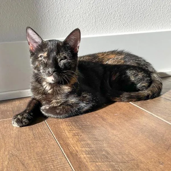 A young small-sized female Domestic Short Hair cat named Sofi  Bonded Buddy for adoption in Des Moines, IA