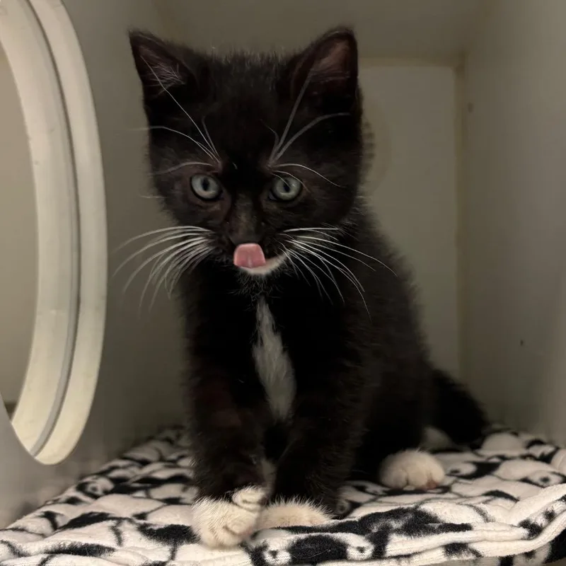 A baby small-sized female Black Domestic Short Hair cat named Fluff for adoption in Naperville, IL