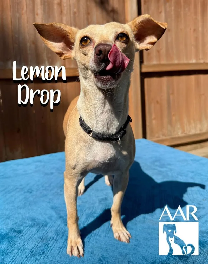 An adult small-sized female Chihuahua dog named Lemon Drop for adoption in Magnolia, TX