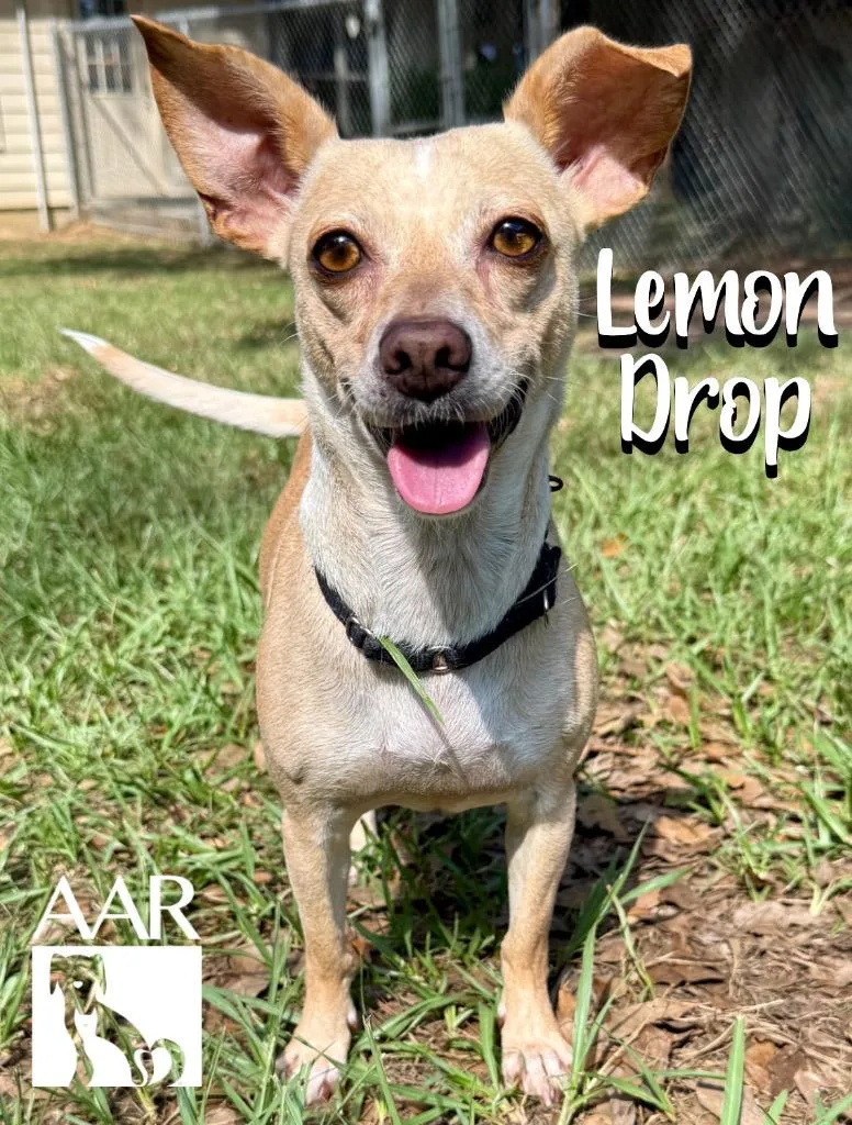 Lemon Drop thumbnail 2