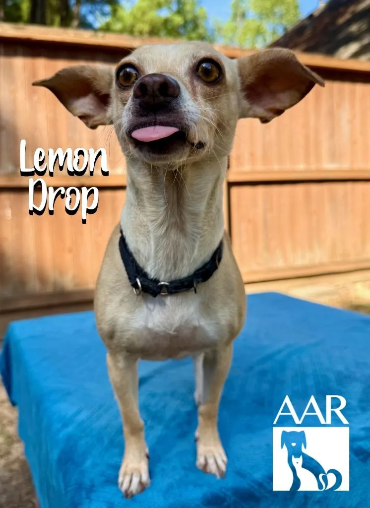 Lemon Drop thumbnail 4