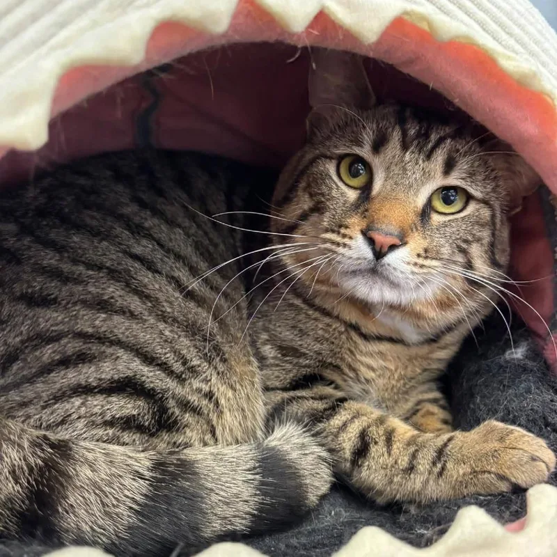 A young large-sized male Brown / Chocolate Domestic Short Hair cat named Rocket for adoption in Hamburg, NY