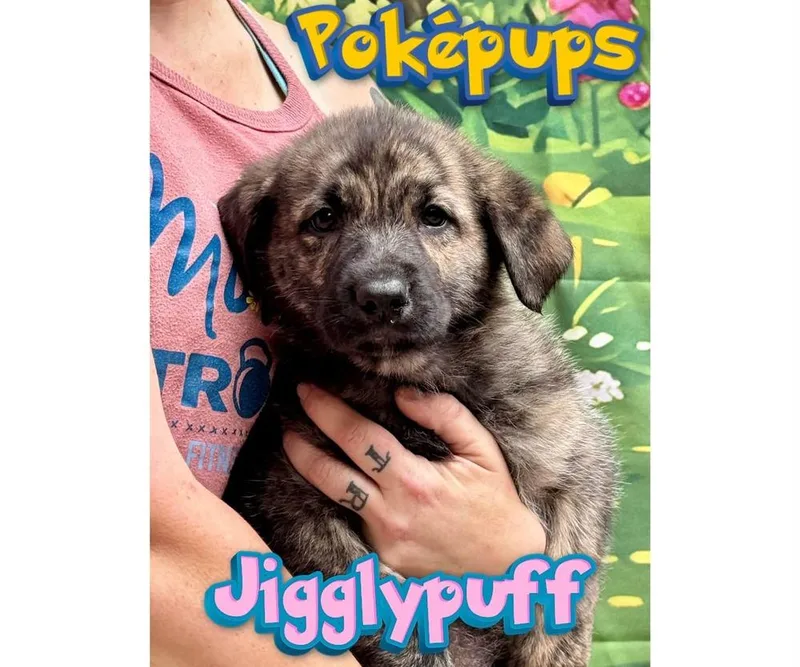 A baby small-sized female Mixed Breed dog named Jigglypuff for adoption in Milton, DE