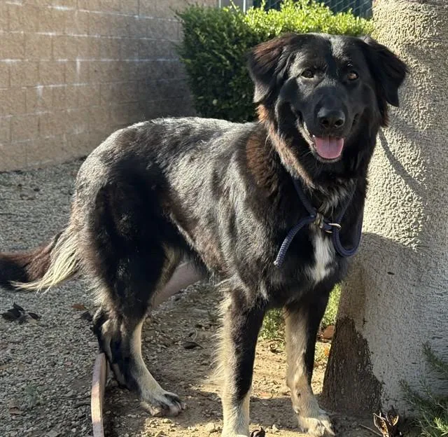 A young medium-sized female German Wirehaired Pointer dog named Rey for adoption in Agoura, CA