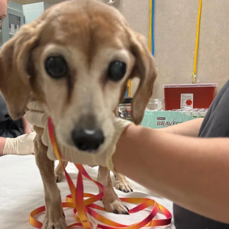 A senior small-sized female Yellow / Tan / Blond / Fawn Mixed Breed dog named Carie for adoption in Jacksonville, FL