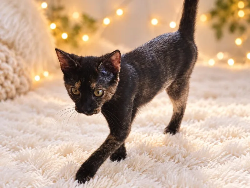 A baby small-sized female Domestic Short Hair cat named Panterita for adoption in Sebastian, FL