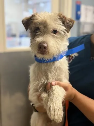 A young small-sized male Terrier dog named Scout for adoption in Riverside, CA