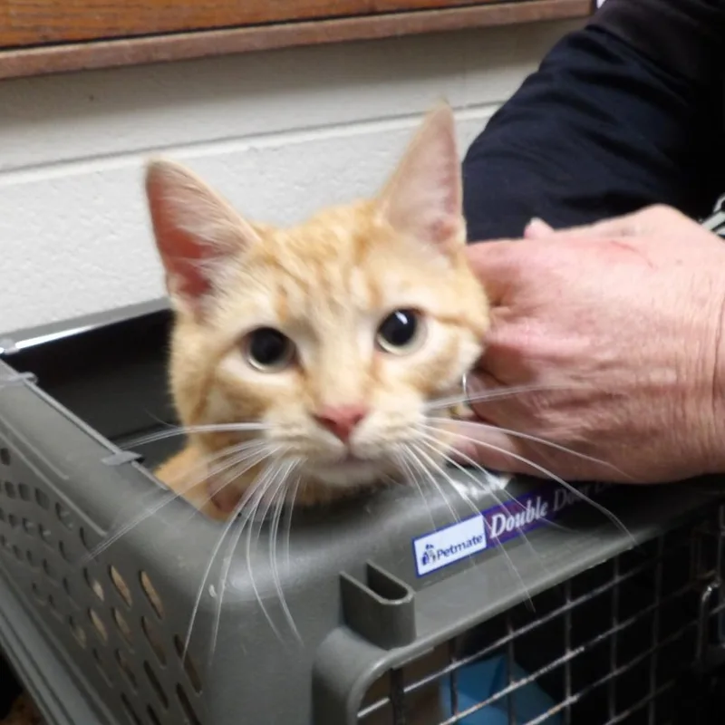 A young small-sized male Orange / Red Domestic Short Hair cat named Pj for adoption in New York, NY