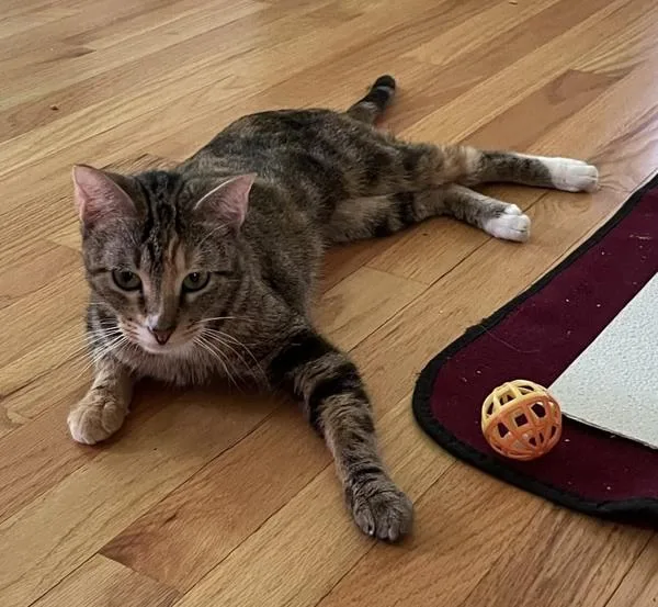 An adult medium-sized female Domestic Short Hair cat named Luna for adoption in Stratham, NH