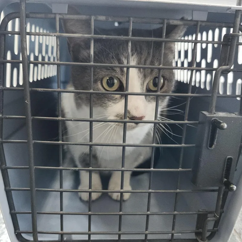 An adult large-sized female White Domestic Short Hair cat named Eleanor for adoption in Clearwater, FL