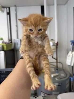A baby small-sized female Domestic Short Hair cat named Churu for adoption in West Chester, PA