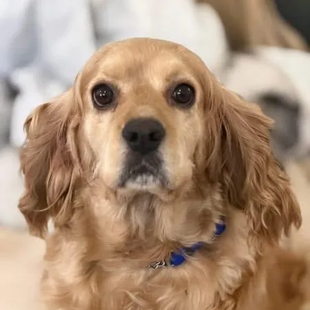An adult medium-sized female Cocker Spaniel dog named Pippa for adoption in Schnecksville, PA