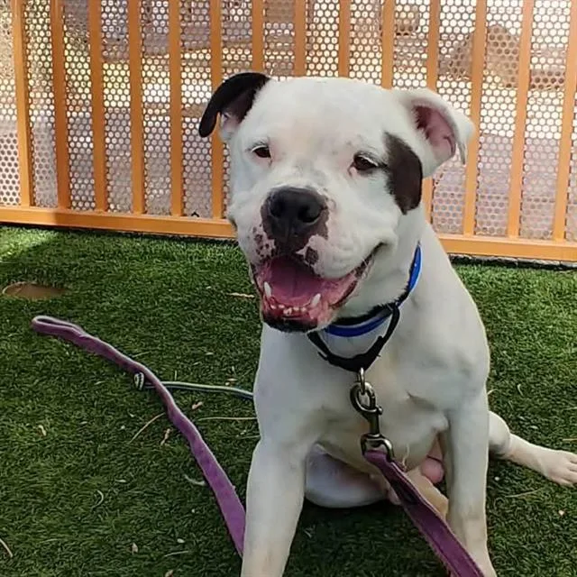 An adult large-sized male Pit Bull Terrier dog named Meatball for adoption in Las Vegas, NV