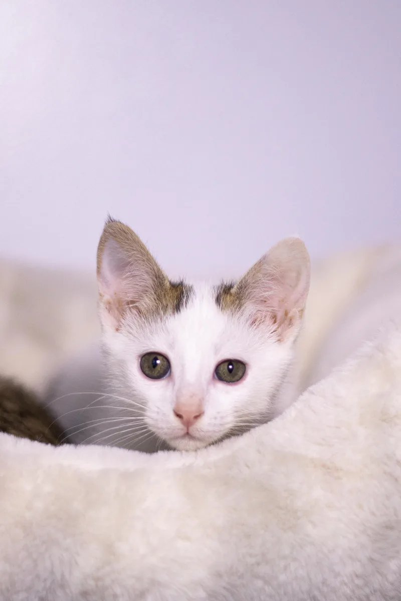 A baby medium-sized male Domestic Short Hair cat named Bran for adoption in Collierville, TN