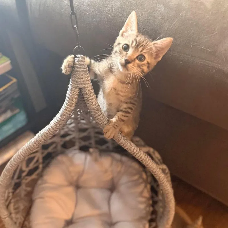 A baby small-sized male Brown / Chocolate Domestic Short Hair cat named Larry the Lobster for adoption in Jarrettsville, MD