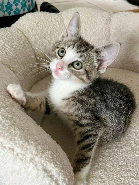 Bowie