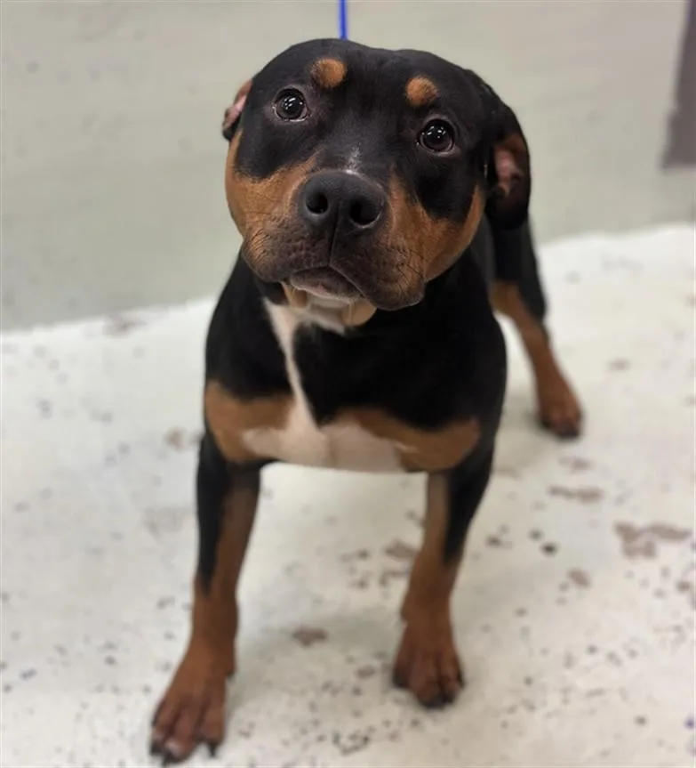 A young medium-sized male Staffordshire Bull Terrier dog named Ducky for adoption in Houston, TX