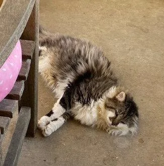 A senior large-sized male Domestic Long Hair cat named Captain Churu for adoption in Escondido, CA