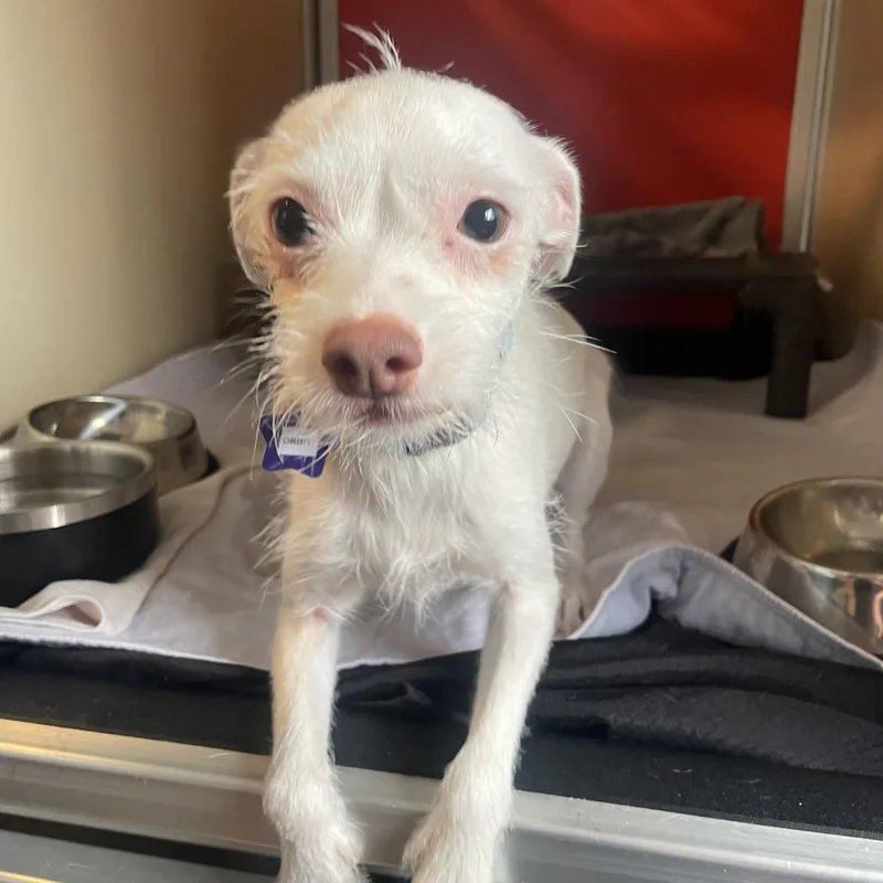 An adult small-sized female White / Cream Terrier dog named Orbit for adoption in San Francisco, CA