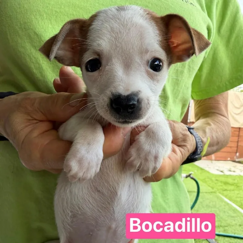 A baby small-sized female White / Cream Chihuahua dog named Bocadillo for adoption in Tampa, FL
