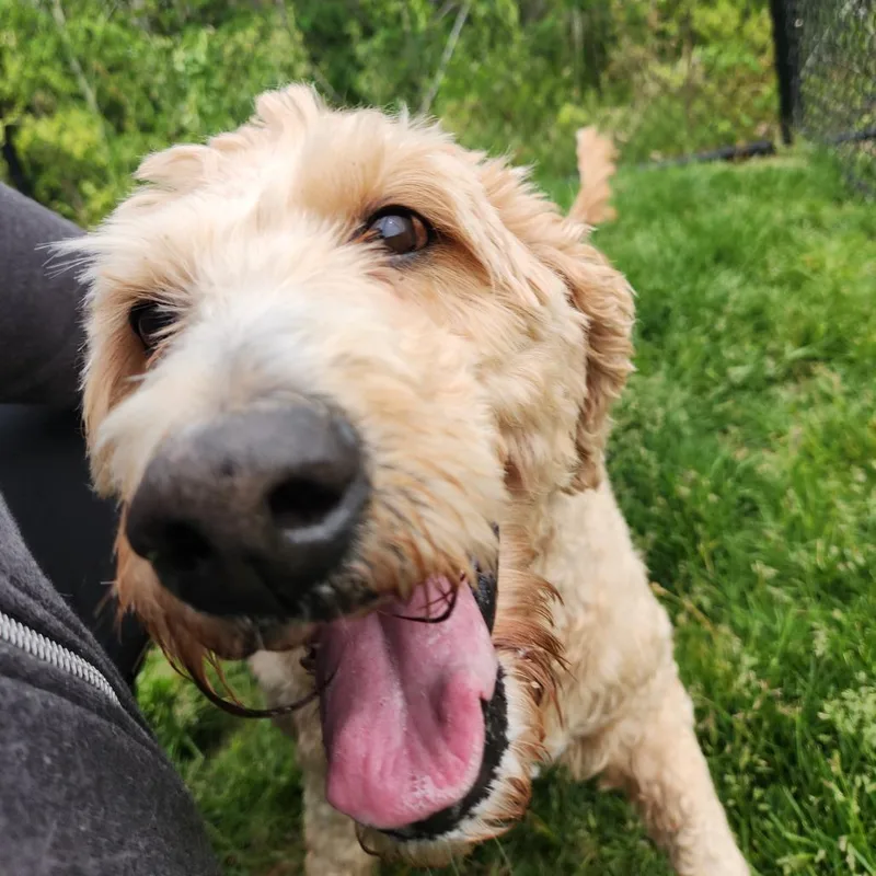 Roxie thumbnail 2