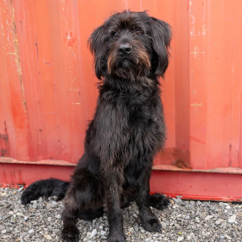 An adult large-sized male Brown / Chocolate Mixed Breed dog named Crouton for adoption in Cape Girardeau, MO