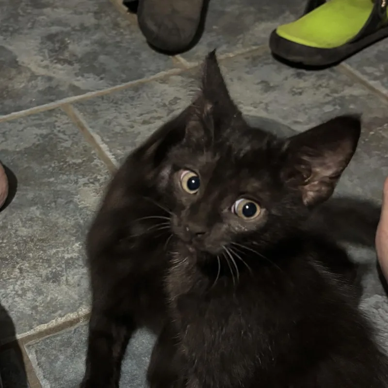 A baby medium-sized male Black Domestic Short Hair cat named Trevor for adoption in Oriental, NC