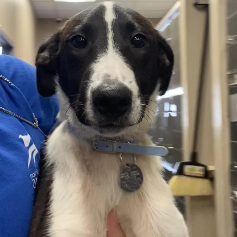 A baby large-sized male Pointer dog named SCR Romeo for adoption in Port Washington, NY