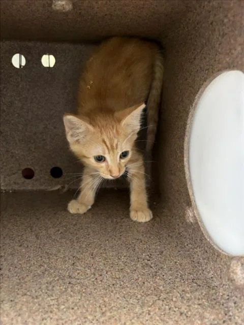 A baby small-sized male Orange / Red Domestic Short Hair cat named Sullivan for adoption in Woodland, CA