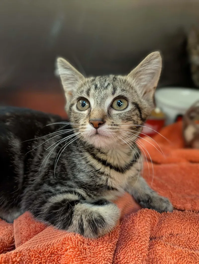 A baby medium-sized female Tabby (Brown / Chocolate) Domestic Short Hair cat named Margarine for adoption in Chambersburg, PA
