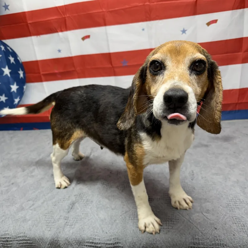 An adult small-sized female Tricolor (Brown, Black, & White) Beagle dog named Lilith for adoption in Urbana, OH
