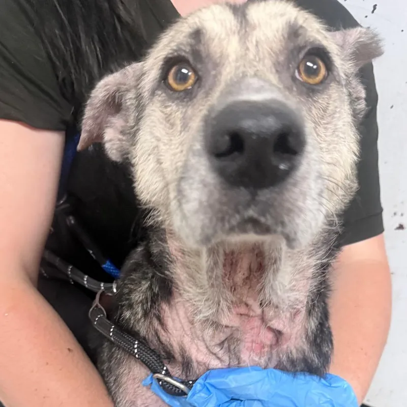 An adult medium-sized female Shepherd dog named Wanda Werewolf for adoption in Summerville, SC