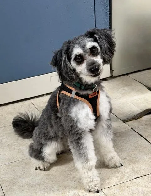A young medium-sized male Bicolor Standard Poodle dog named Hootie for adoption in Englewood, FL