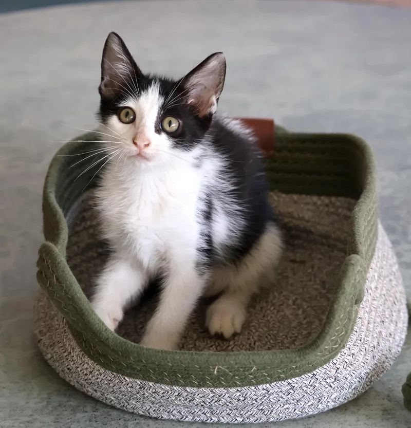 A baby medium-sized male Black & White / Tuxedo Domestic Medium Hair cat named Ss Zag Nut for adoption in Homestead, FL