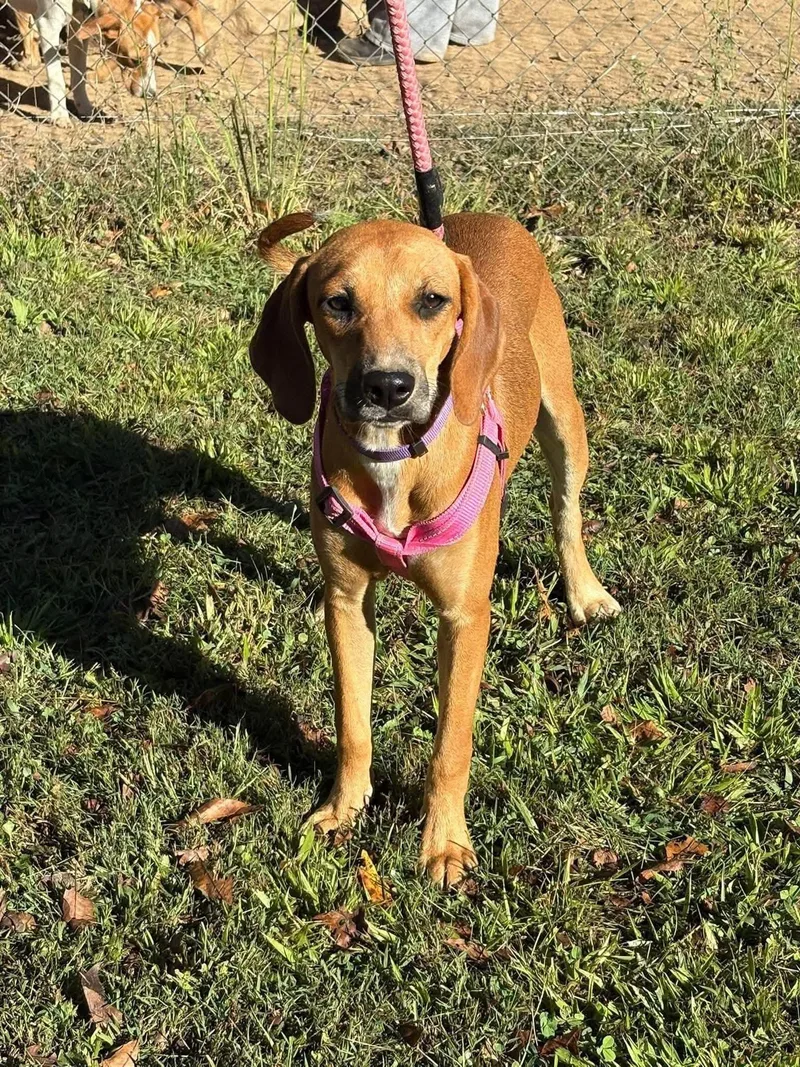 A young medium-sized female Hound dog named Ann for adoption in Westwood, NJ