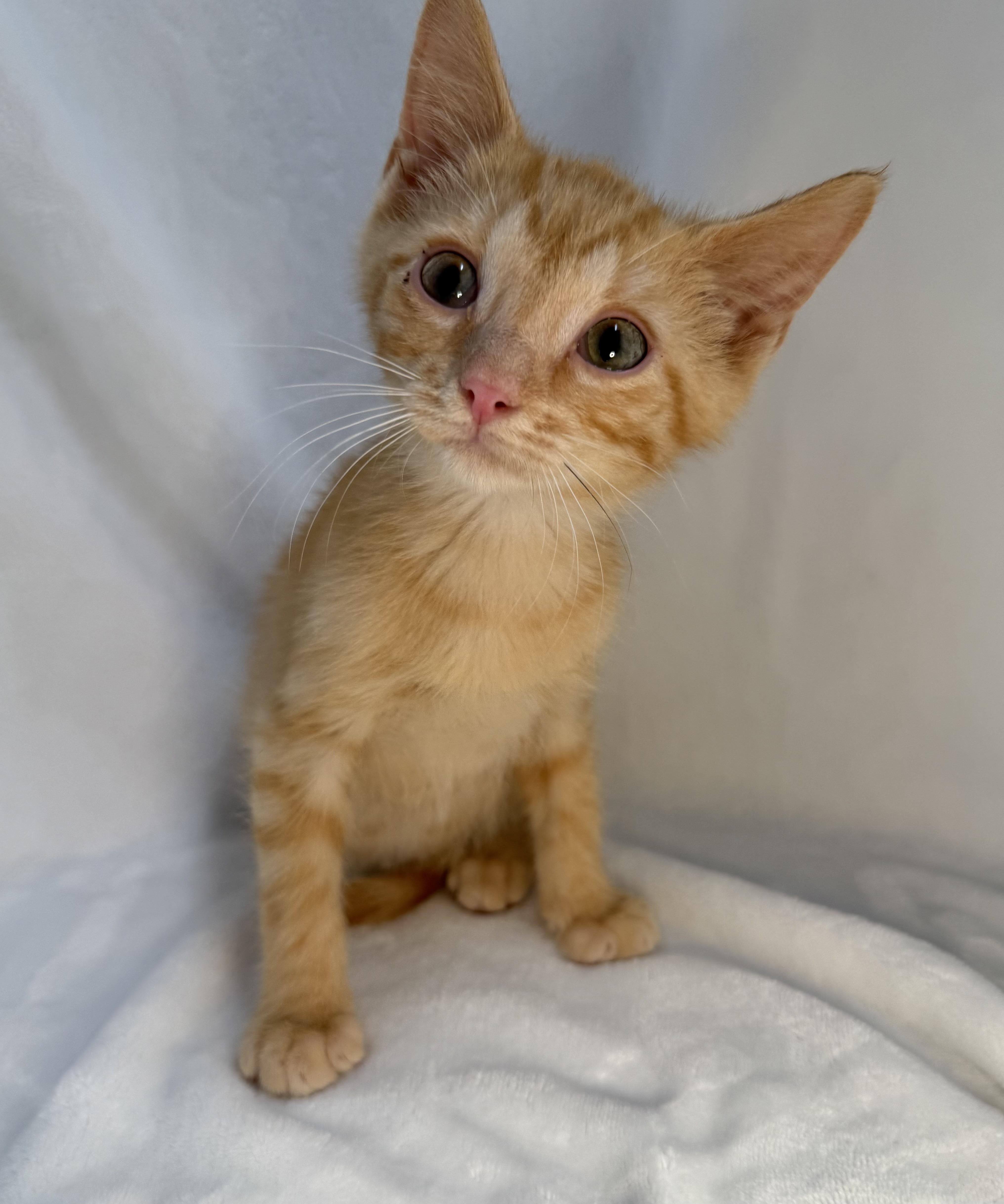 A baby medium-sized male Tabby (Orange / Red) Domestic Short Hair cat named Roman for adoption in Greensboro, NC