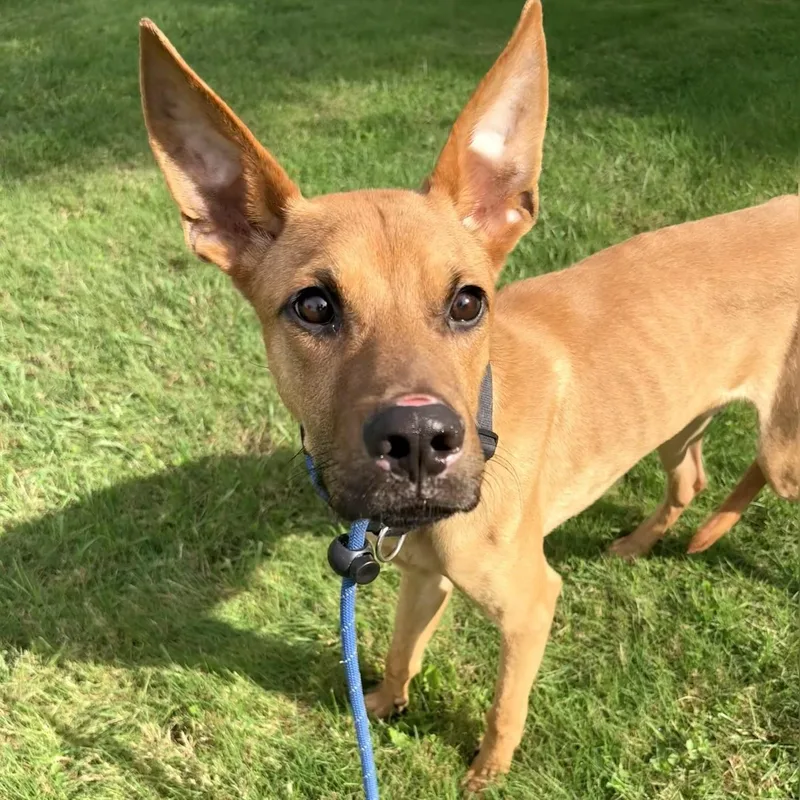 A young medium-sized male Great Dane dog named Zero for adoption in Allegan, MI
