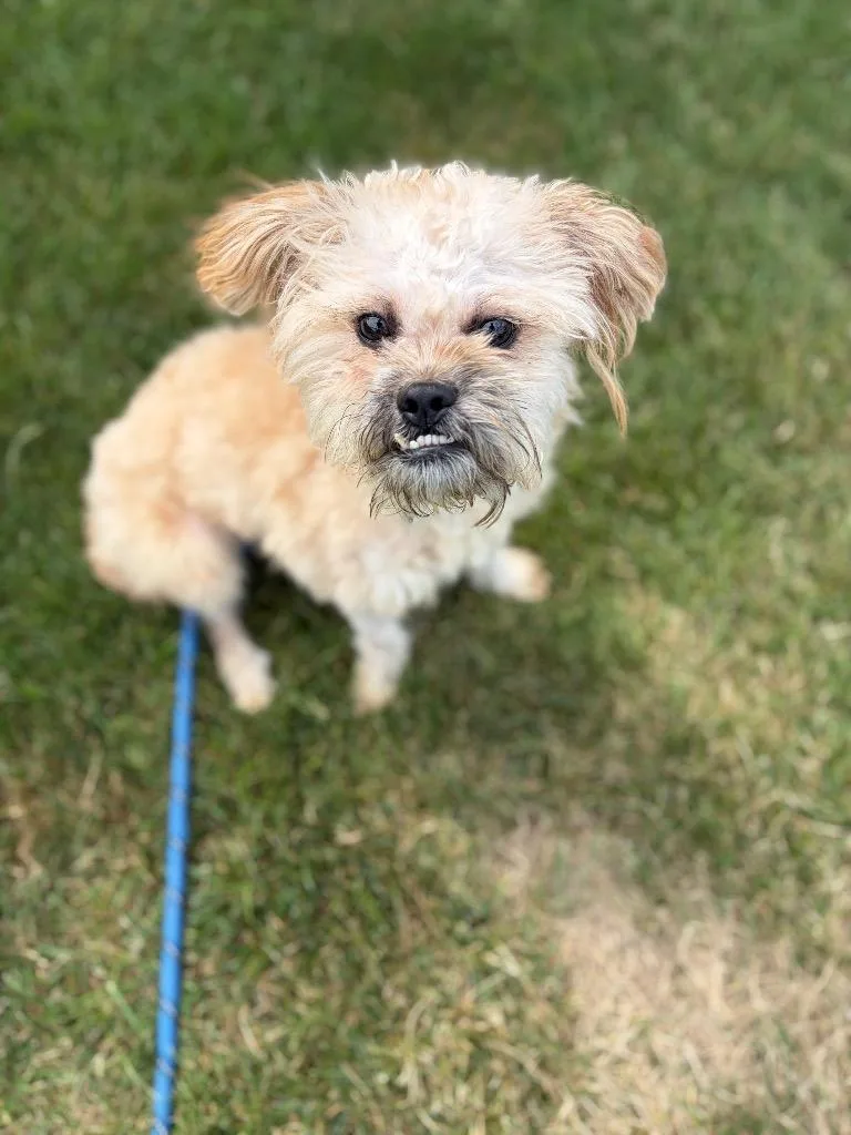 A young medium-sized male Shih Tzu dog named David Donald Doo for adoption in Wintersville, OH