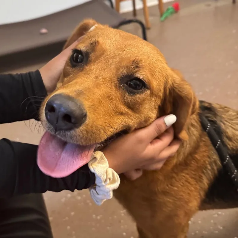 A young medium-sized female Brown / Chocolate Mixed Breed dog named Caroline for adoption in Belleville, IL