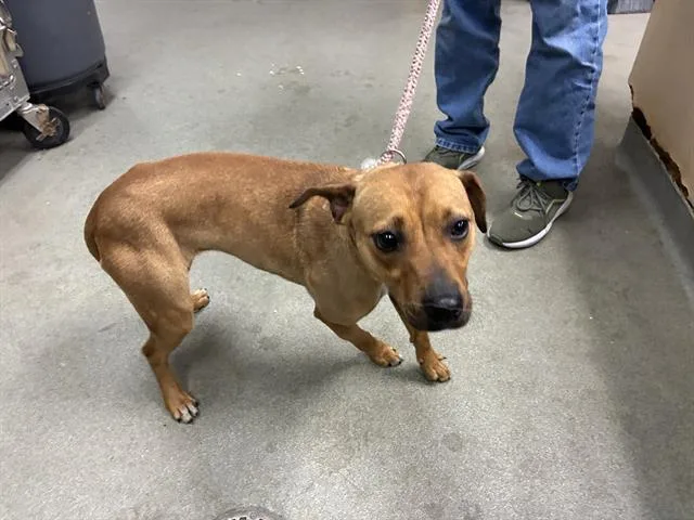 A young medium-sized female Terrier dog named Ruby for adoption in Salinas, CA