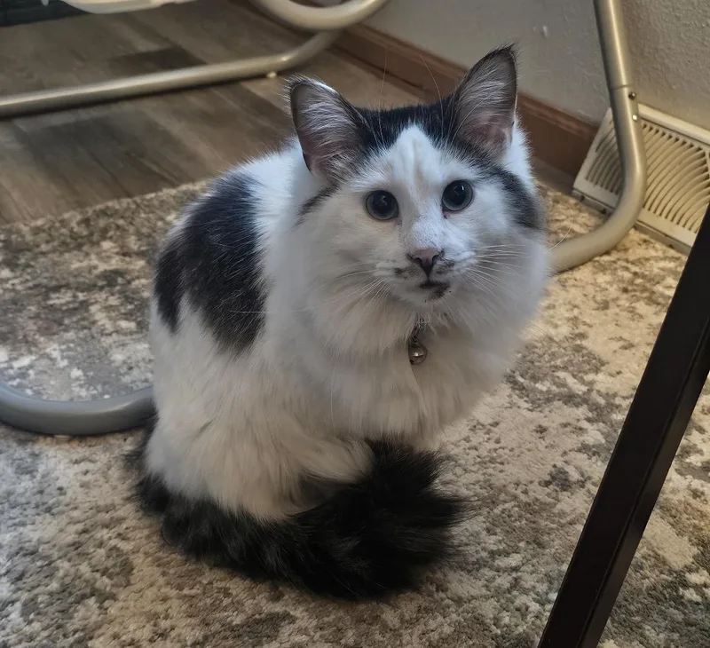 A young medium-sized male Tabby (Brown / Chocolate) Domestic Long Hair cat named Diplo for adoption in Stoughton, WI