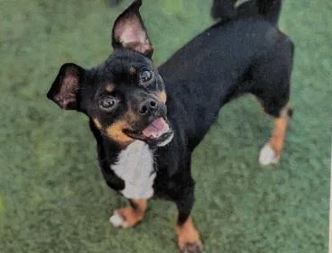 A young small-sized male Chihuahua dog named Rocco for adoption in San Martin, CA