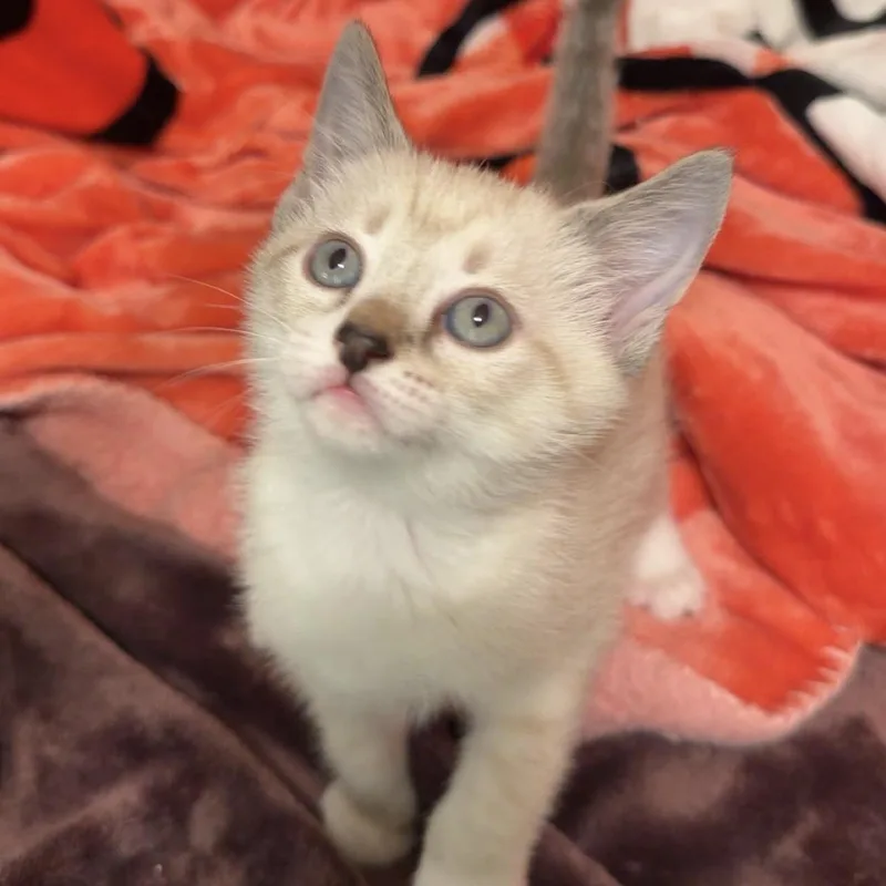 A baby small-sized female Siamese cat named Winter for adoption in Bentonville, AR