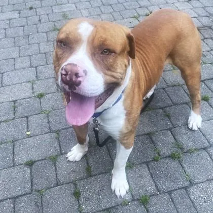 An adult extra large-sized male Pit Bull Terrier dog named Spike for adoption in Washington, DC