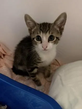 A baby small-sized male Domestic Short Hair cat named Aries for adoption in Clarks Summit, PA