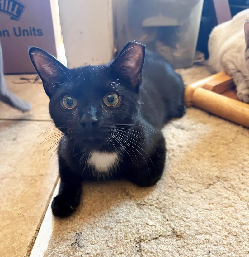 A baby medium-sized male Black & White / Tuxedo Domestic Short Hair cat named Locket Porter for adoption in Philadelphia, PA