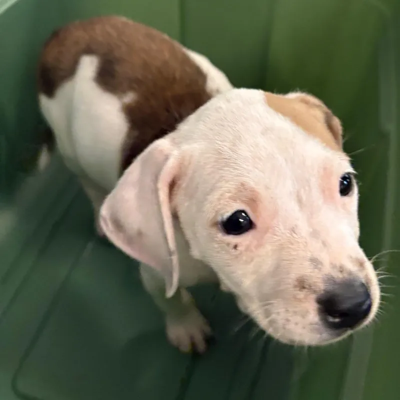 A baby small-sized female White / Cream Mixed Breed dog named Roxy for adoption in Columbus, GA