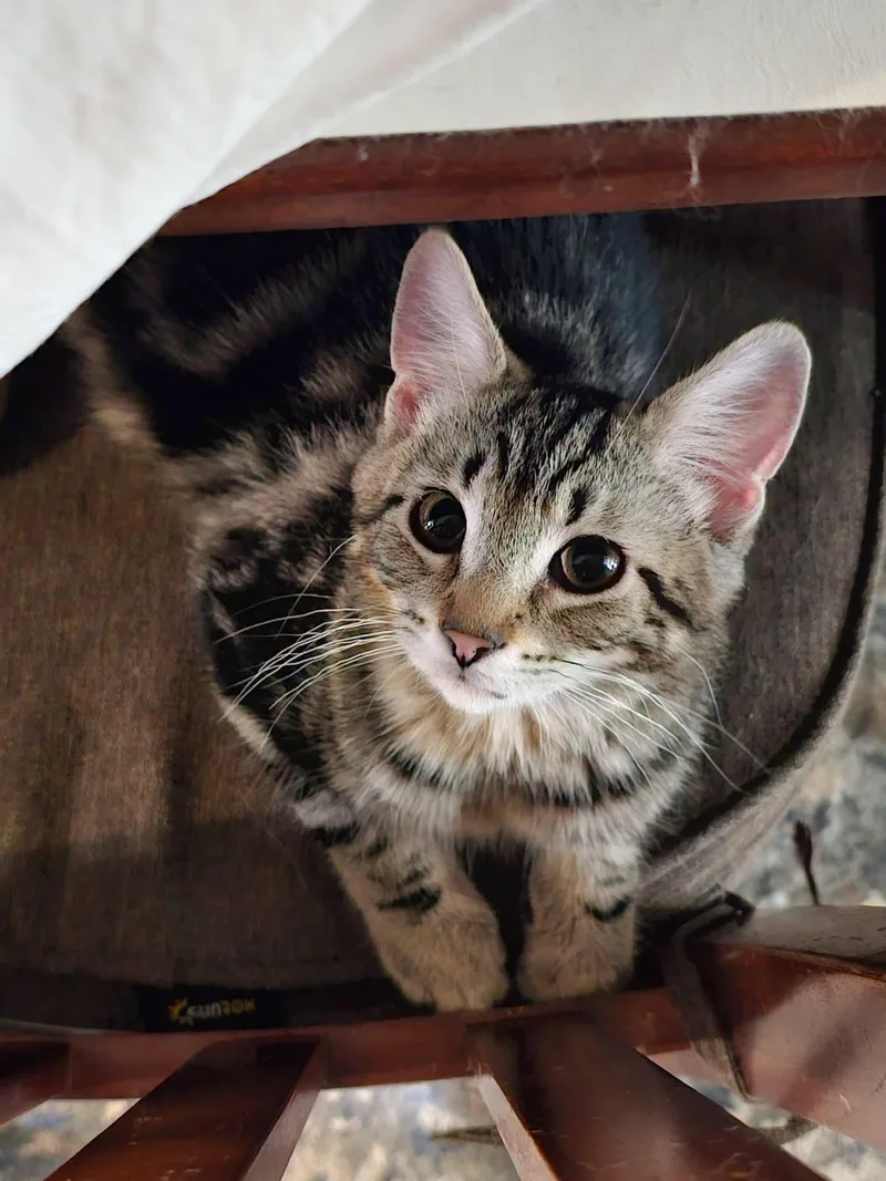 A baby medium-sized male Tabby cat named Arlo for adoption in Freeland, MI