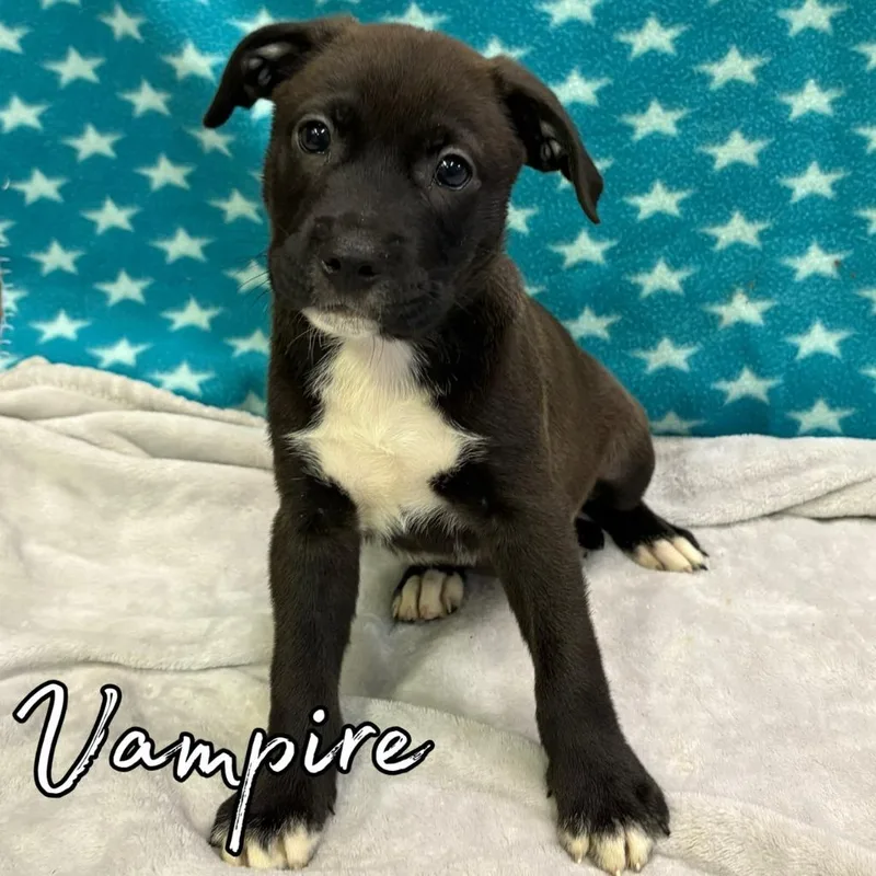 A baby medium-sized male Retriever dog named Vampire for adoption in Hillsboro, OH
