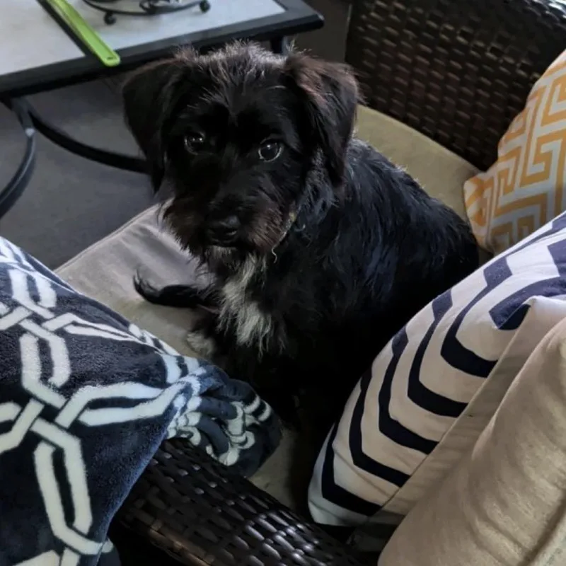 A young small-sized female Black Schnauzer dog named Pepper for adoption in Baton Rouge, LA